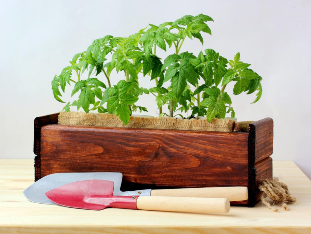 Tomato Seedlings In Diapers