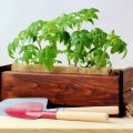Tomato Seedlings In Diapers