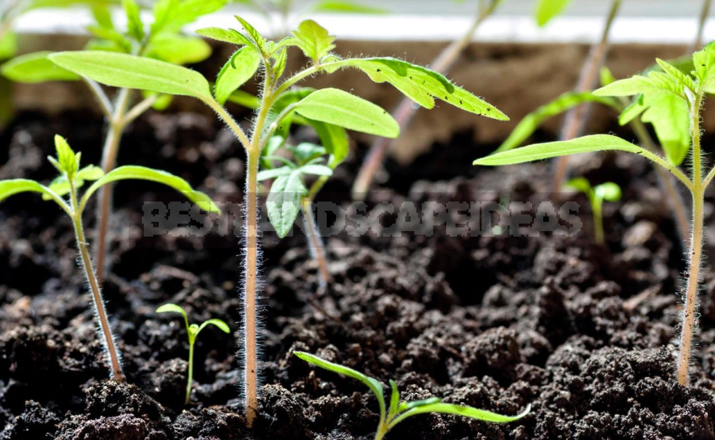 Tomato Seedlings In Diapers