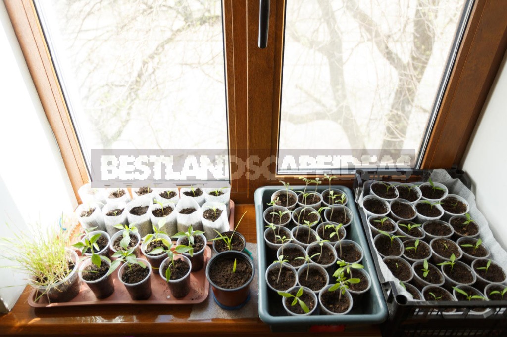 Tomato Seedlings In Diapers