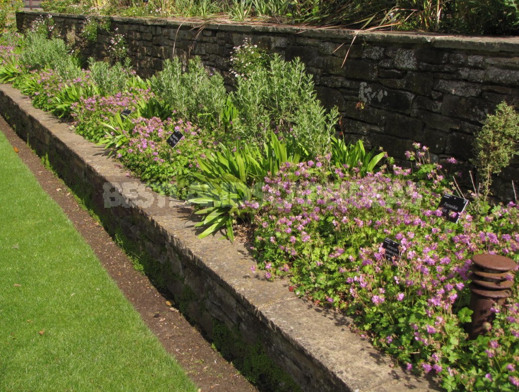 Border Zone: Secrets of Beautiful Border Design of Flower Beds and Plantings
