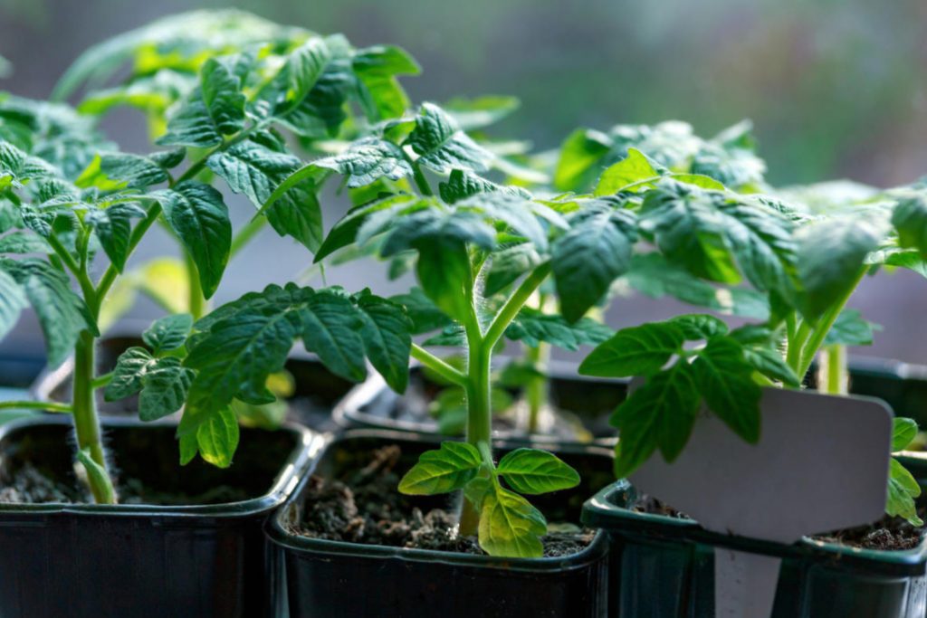 Classic Problems with Tomato Seedlings: How to Avoid Them