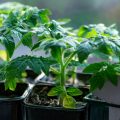 Classic Problems with Tomato Seedlings: How to Avoid Them