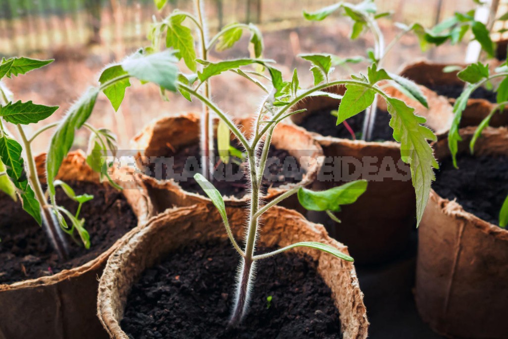 Classic Problems with Tomato Seedlings: How to Avoid Them