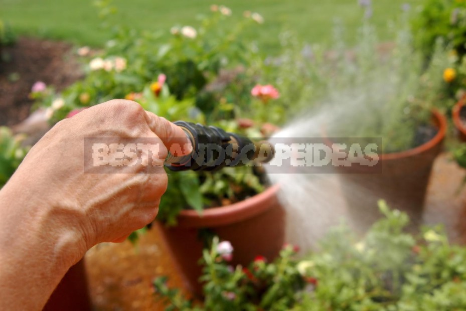 Effective Microorganisms In The Garden: How to Use it?