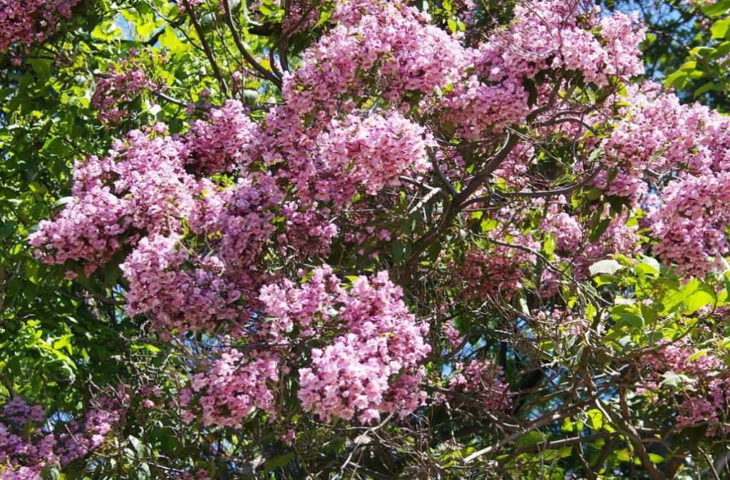 Best Garden Exotic Trees: Names and How to Grow