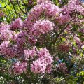 Best Garden Exotic Trees: Names and How to Grow