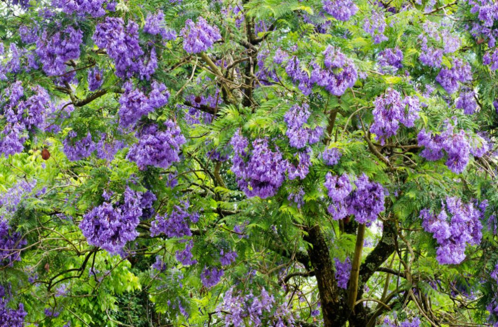 Best Garden Exotic Trees: Names and How to Grow - Best Landscape Ideas