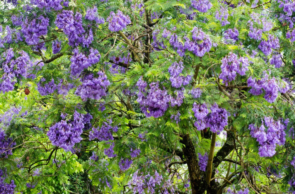 Best Garden Exotic Trees: Names and How to Grow