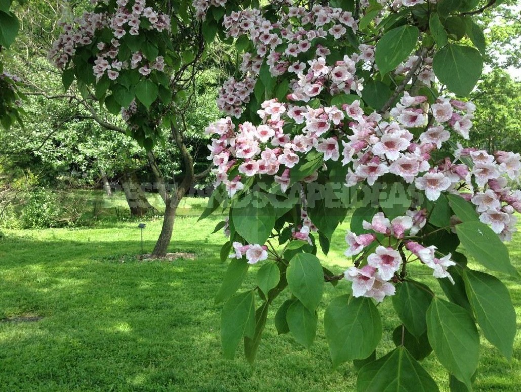 павловния листья фото