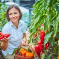 How to get an Excellent Harvest of Pepper in the New Season