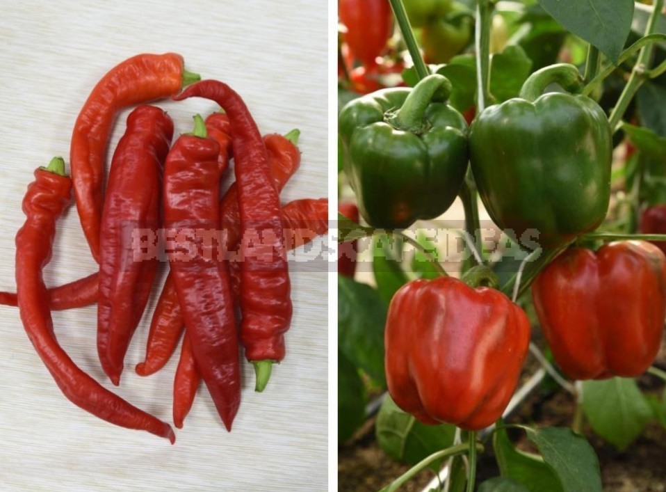How to get an Excellent Harvest of Pepper in the New Season
