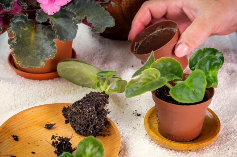 How to Make Yeast Top Dressing for Indoor Plants Best Landscape Ideas