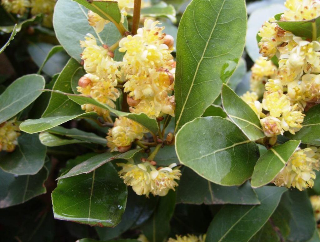 Laurel and its Varieties: Features, Planting, Growing and Care