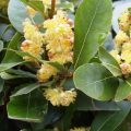 Laurel and its Varieties: Features, Planting, Growing and Care