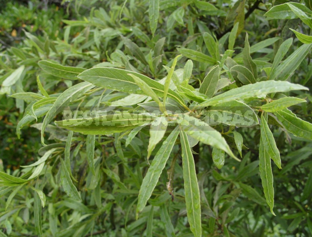 Laurel and its Varieties: Features, Planting, Growing and Care