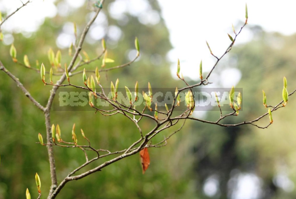 Laurel and its Varieties: Features, Planting, Growing and Care