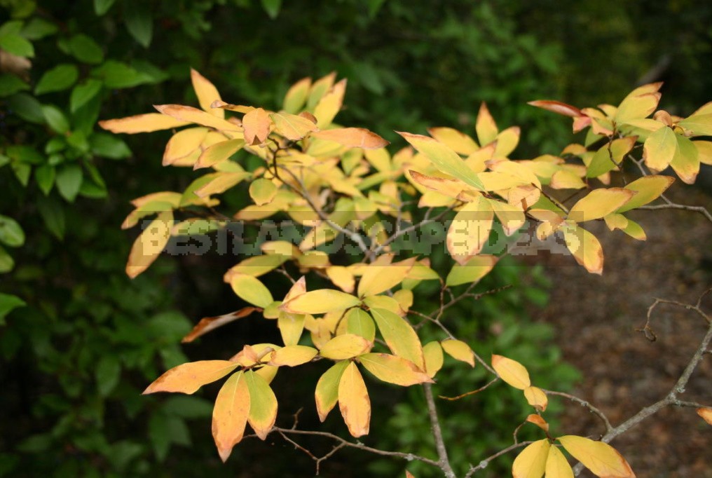 Laurel and its Varieties: Features, Planting, Growing and Care