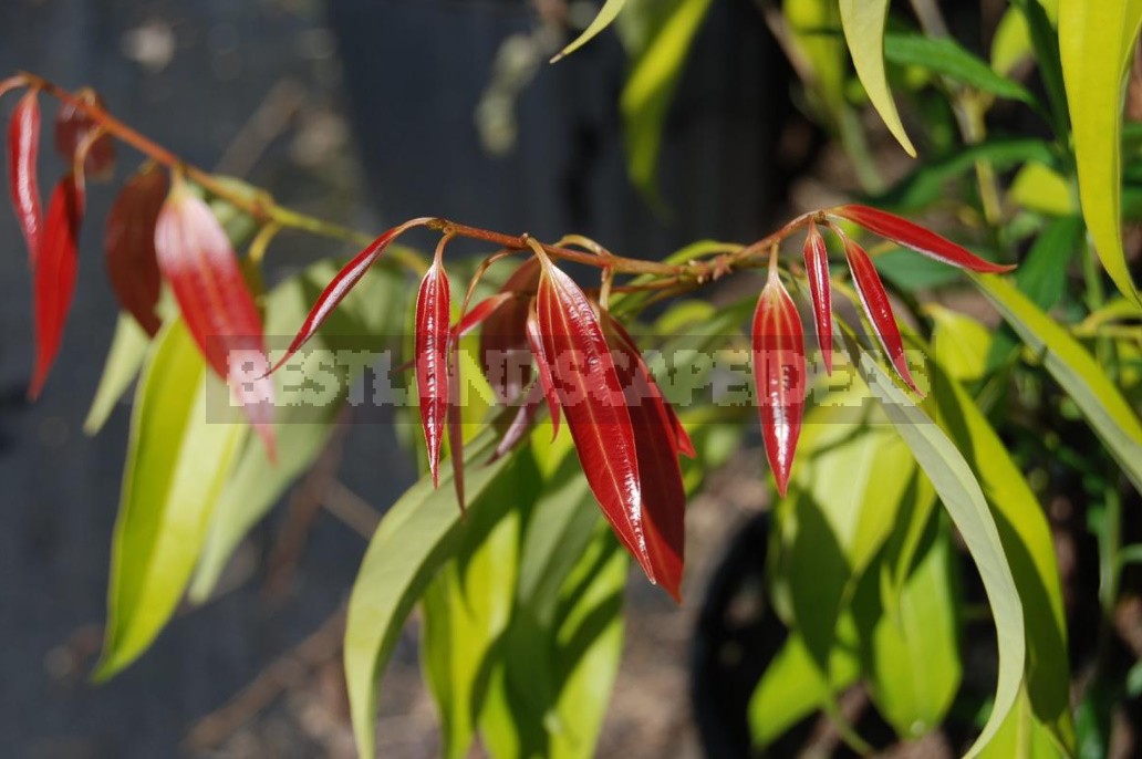 Laurel and its Varieties: Features, Planting, Growing and Care