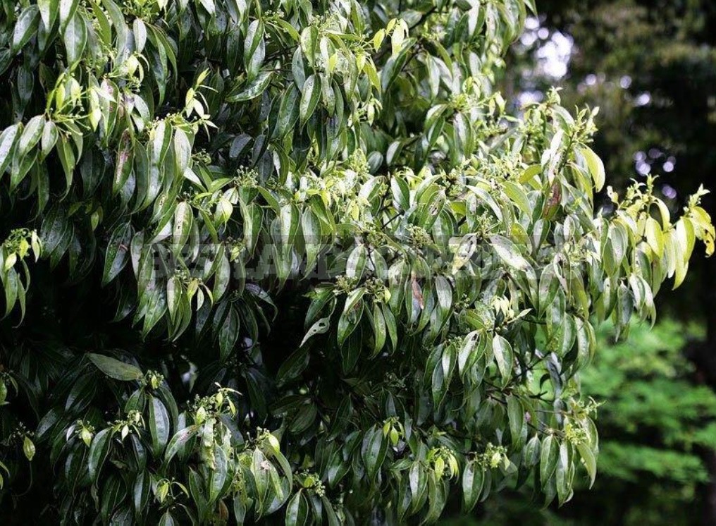 Laurel and its Varieties: Features, Planting, Growing and Care