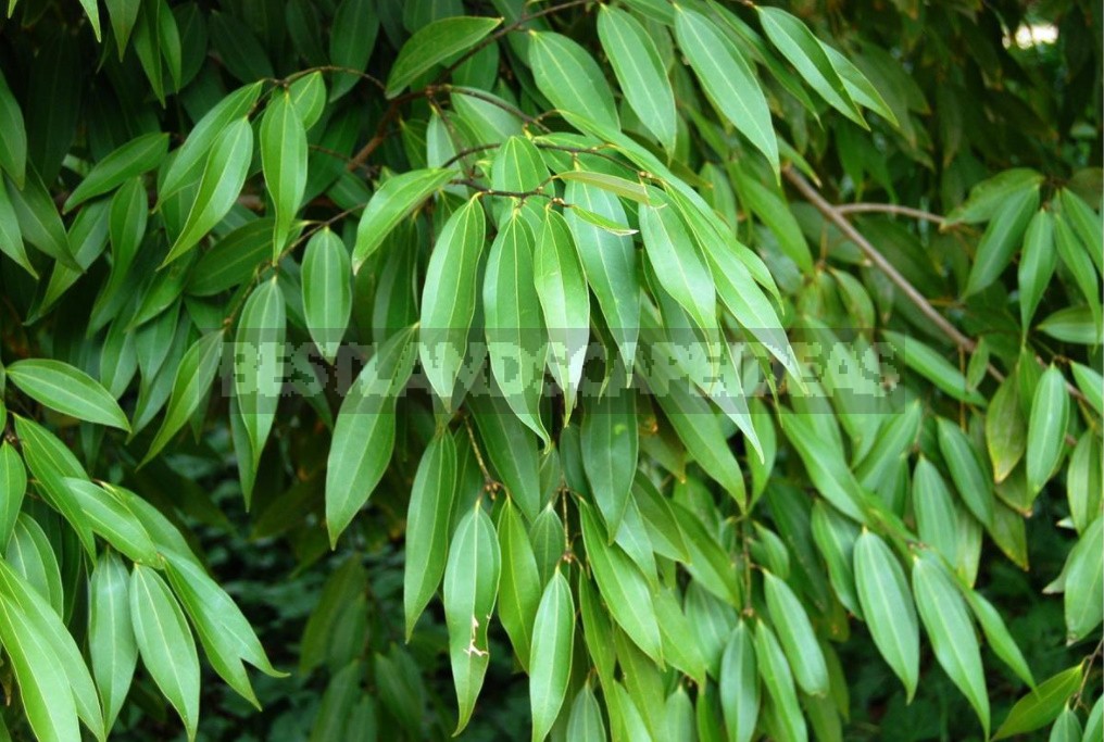 Laurel and its Varieties: Features, Planting, Growing and Care