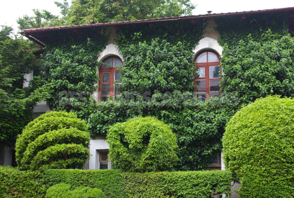 Laurel and its Varieties: Features, Planting, Growing and Care