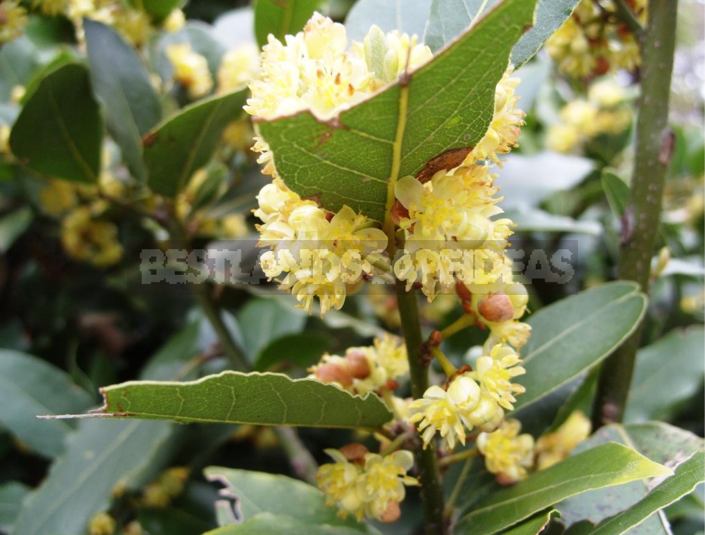 Laurel and its Varieties: Features, Planting, Growing and Care