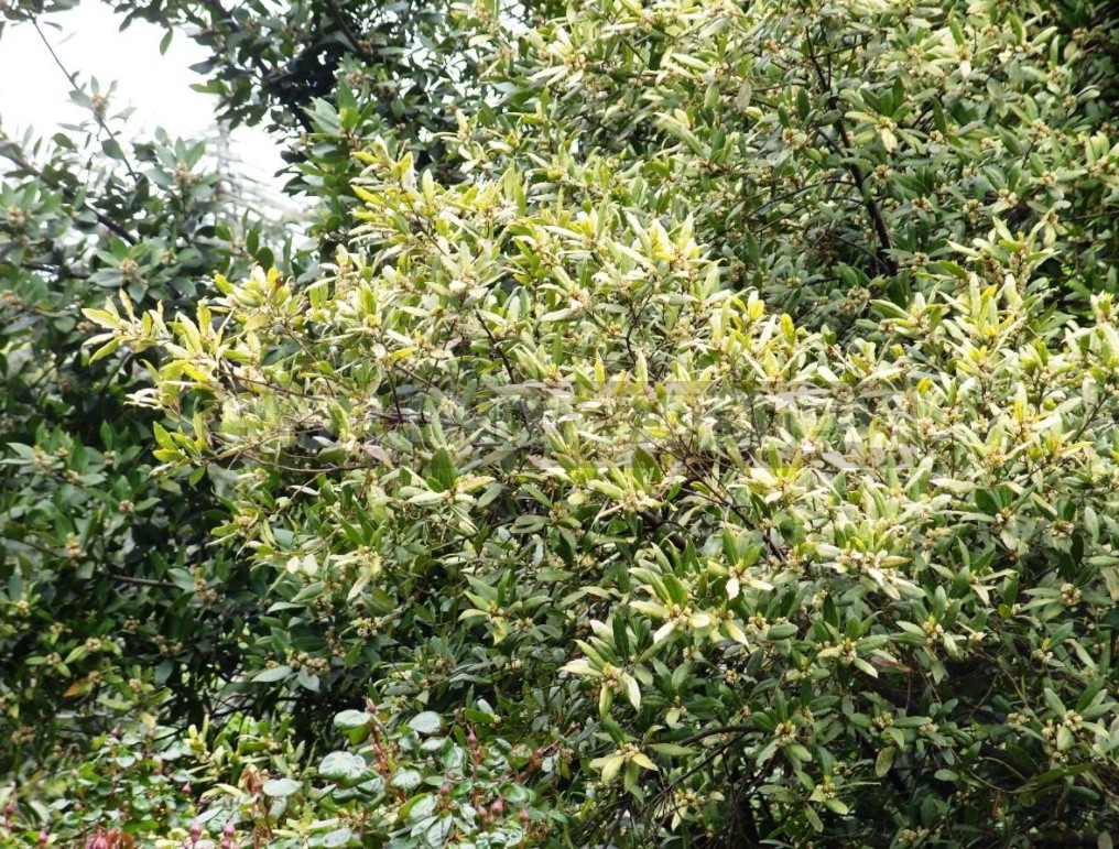 Laurel and its Varieties: Features, Planting, Growing and Care
