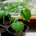 Overgrowth Of Seedlings: Causes And Solutions To The Problem