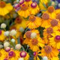 Perennial Helenium: How to Plant and Care for (Part 2)