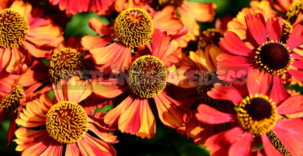 Perennial Helenium: How to Plant and Care for (Part 2)