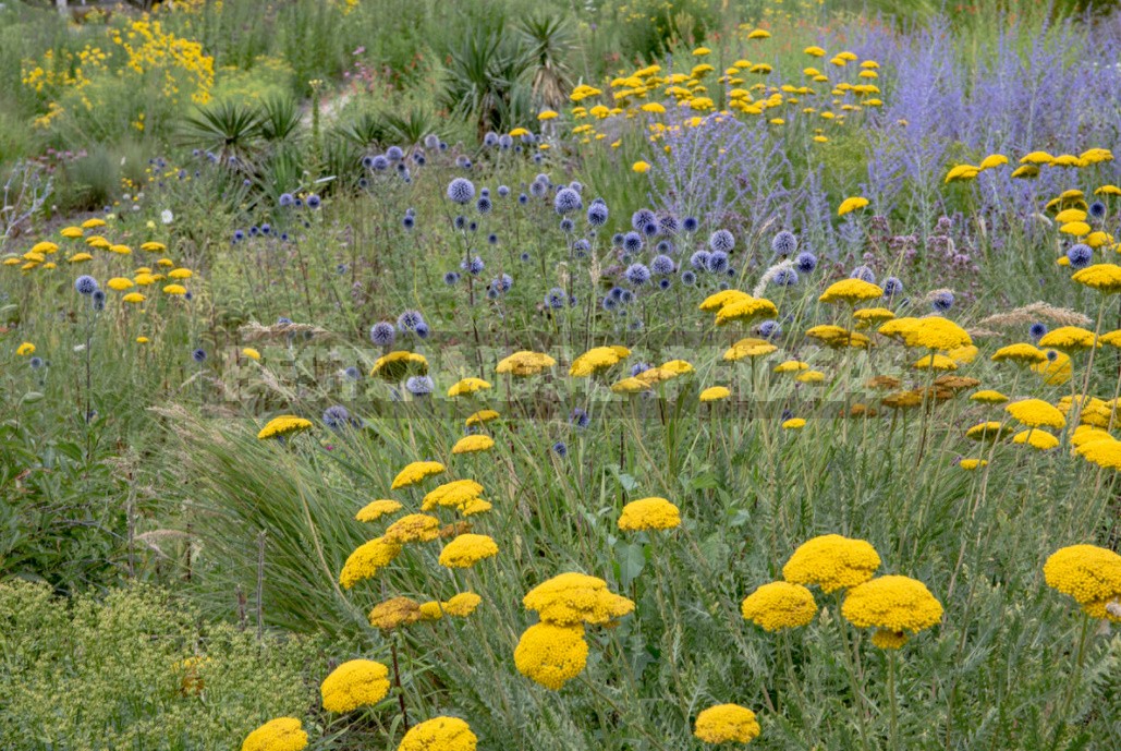 Perennial Helenium: How to Plant and Care for (Part 2)