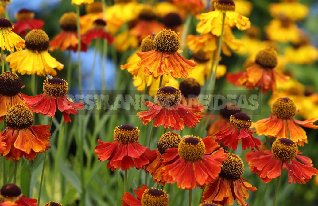Perennial Helenium: How to Plant and Care for (Part 1)