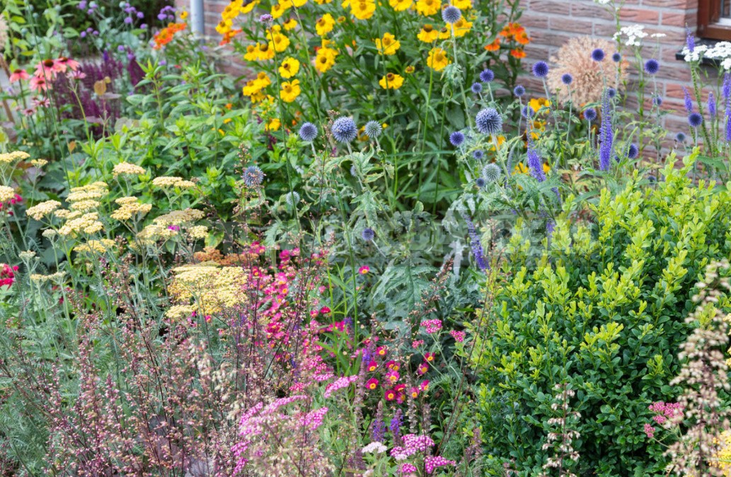 Perennial Helenium: How to Plant and Care for (Part 2)