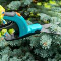Pruning Ornamental Plants: Rules, Examples, Tools (Part 1)