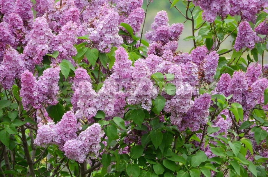 Pruning Ornamental Plants: Rules, Examples, Tools (Part 2)