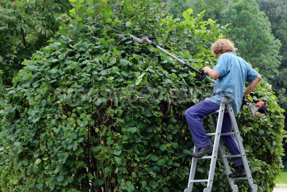 Pruning Ornamental Plants: Rules, Examples, Tools (Part 2)