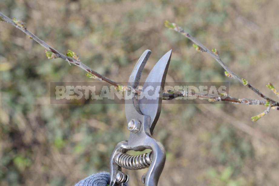Pruning Ornamental Plants: Rules, Examples, Tools (Part 1)