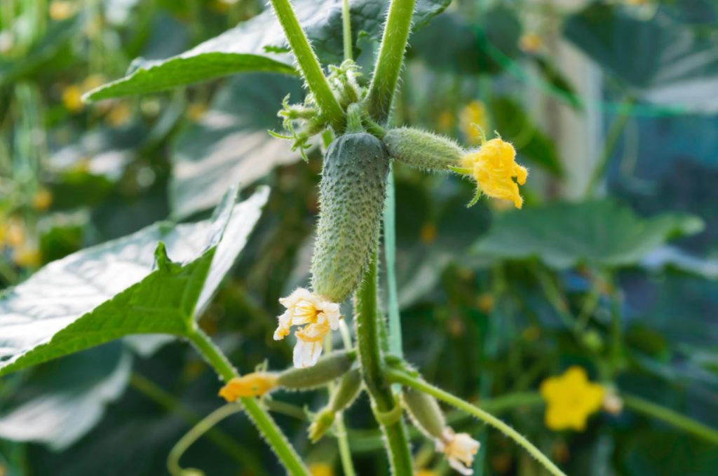 6 Best Cucumber Options for Planting