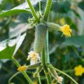 6 Best Cucumber Options for Planting