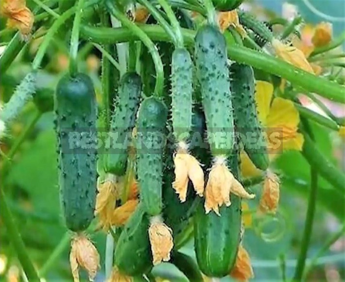 6 Best Cucumber Options for Planting