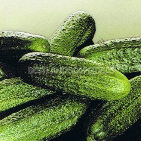 6 Best Cucumber Options for Planting