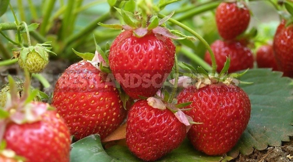 Homemade Strawberries on the Windowsill: 3 Ways of Growing (Part 2)