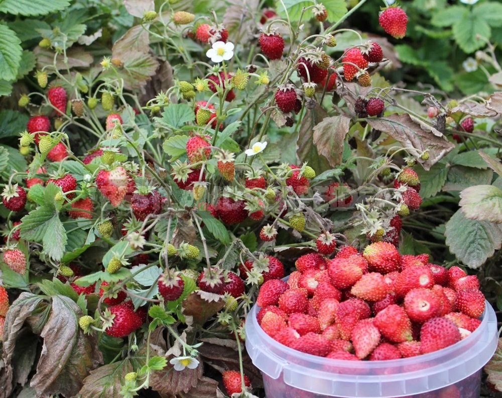 Homemade Strawberries on the Windowsill: 3 Ways of Growing (Part 2)