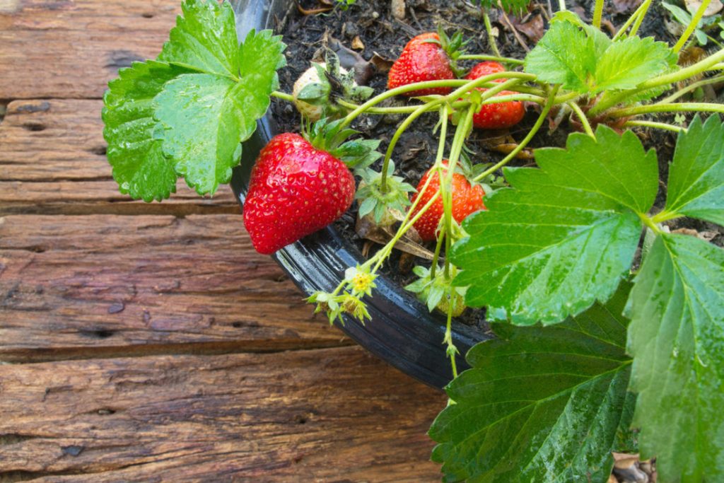 Homemade Strawberries on the Windowsill: 3 Ways of Growing (Part 1)