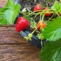 Homemade Strawberries on the Windowsill: 3 Ways of Growing (Part 1)