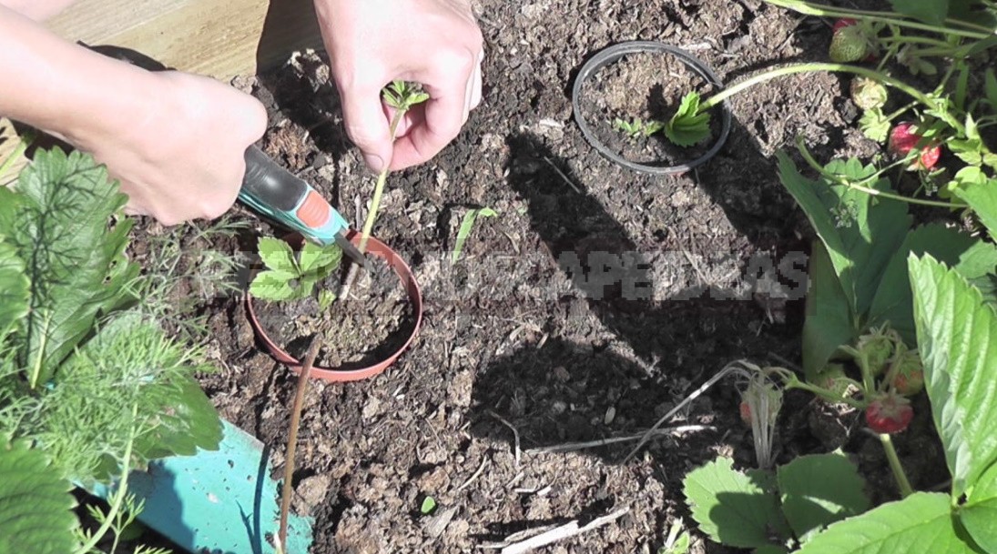 Homemade Strawberries on the Windowsill: 3 Ways of Growing (Part 2)