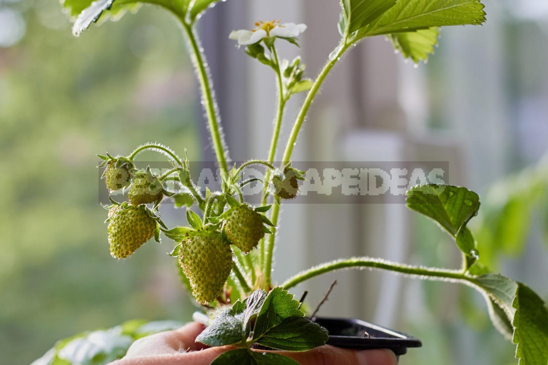 Homemade Strawberries on the Windowsill: 3 Ways of Growing (Part 2)