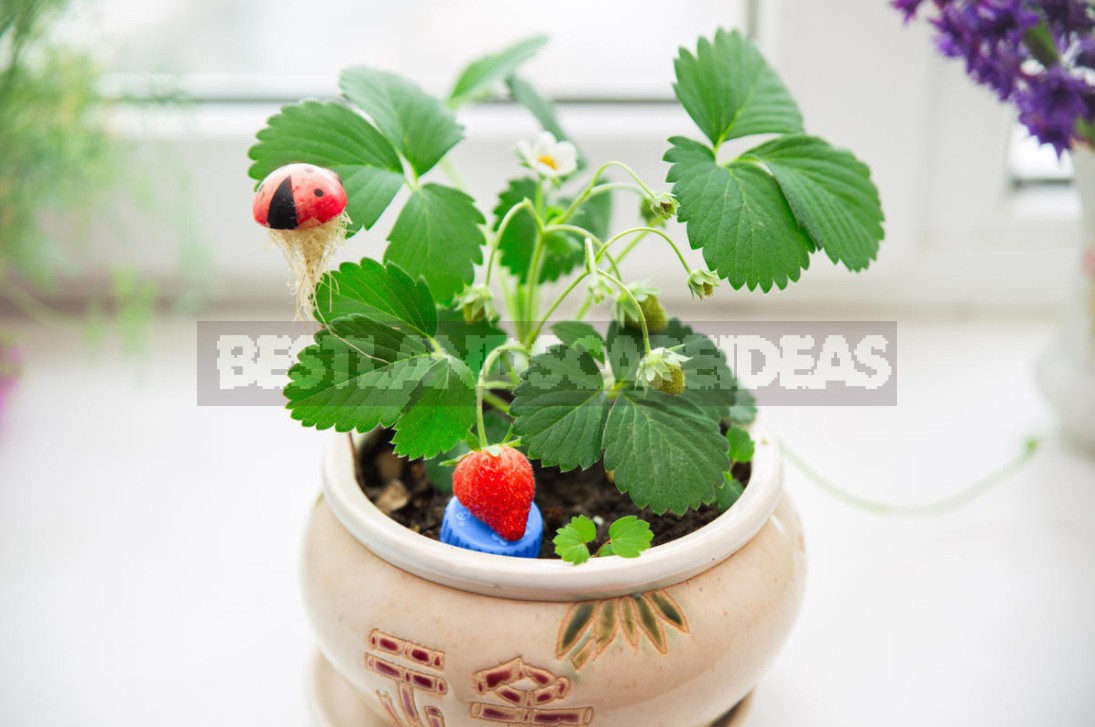 Homemade Strawberries on the Windowsill: 3 Ways of Growing (Part 2)