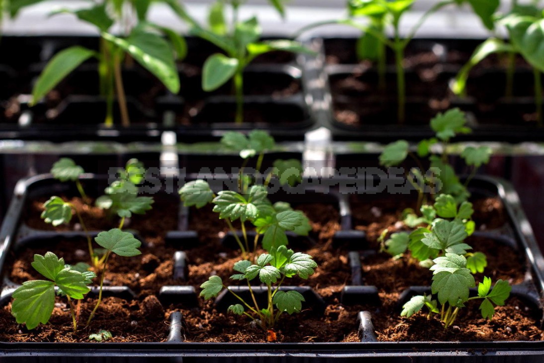 Homemade Strawberries on the Windowsill: 3 Ways of Growing (Part 1)